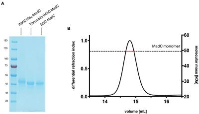 The structure of MadC from Clostridium maddingley reveals new insights into class I lanthipeptide cyclases